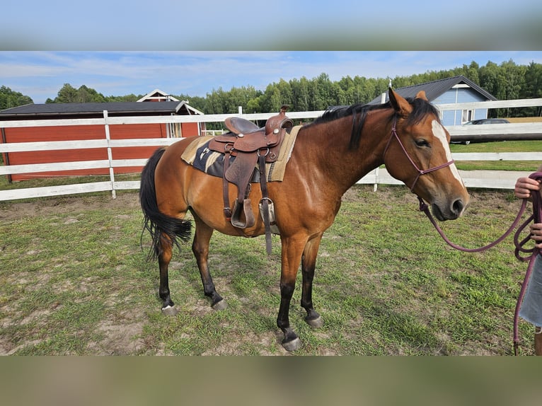 Cavallo sportivo polacco Giumenta 4 Anni 155 cm Baio ciliegia in Młodzieszyn
