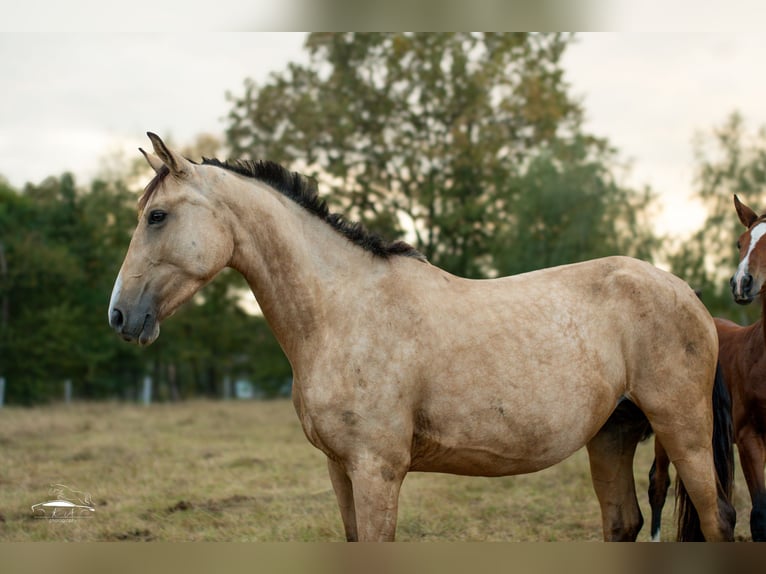 Cavallo sportivo polacco Giumenta 4 Anni 160 cm Pelle di daino in Paszkówka