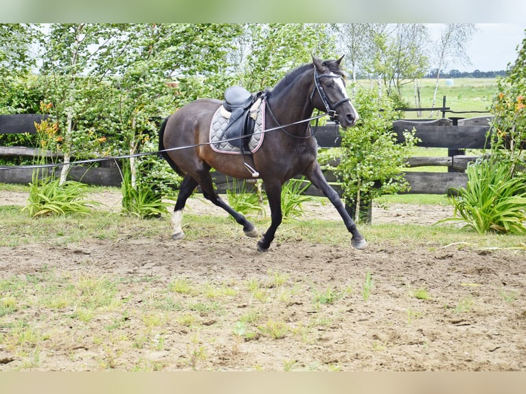 Cavallo sportivo polacco Giumenta 4 Anni 162 cm Baio nero in Frombork