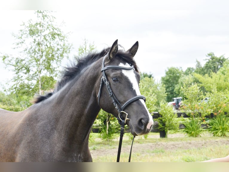 Cavallo sportivo polacco Giumenta 4 Anni 162 cm Baio nero in Frombork