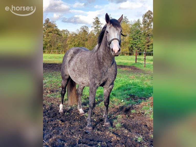 Cavallo sportivo polacco Giumenta 4 Anni 163 cm Grigio in Chełmno