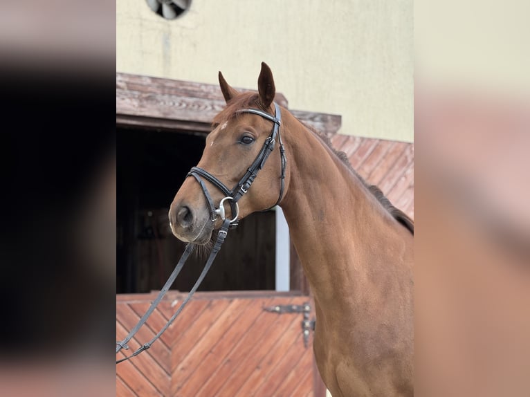 Cavallo sportivo polacco Giumenta 4 Anni 164 cm Sauro in Kochowo