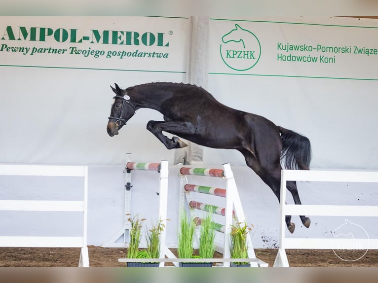 Cavallo sportivo polacco Giumenta 4 Anni 165 cm Morello in Bydgoszcz