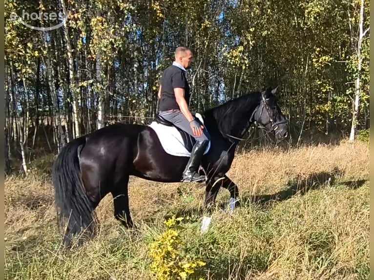 Cavallo sportivo polacco Mix Giumenta 4 Anni 167 cm Morello in Forst