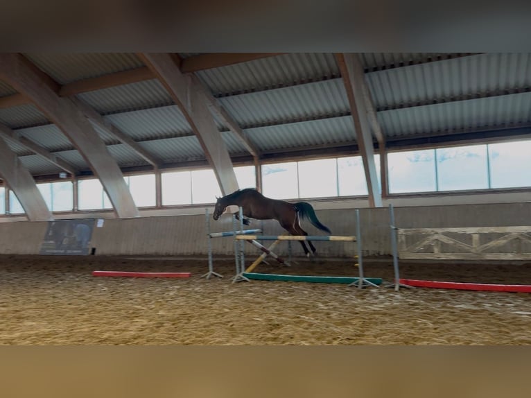 Cavallo sportivo polacco Giumenta 4 Anni 169 cm Baio scuro in Jelenia Góra