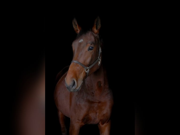 Cavallo sportivo polacco Giumenta 4 Anni 171 cm Baio in Korpysy