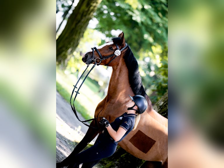 Cavallo sportivo polacco Giumenta 4 Anni 174 cm Baio in Zawiercie