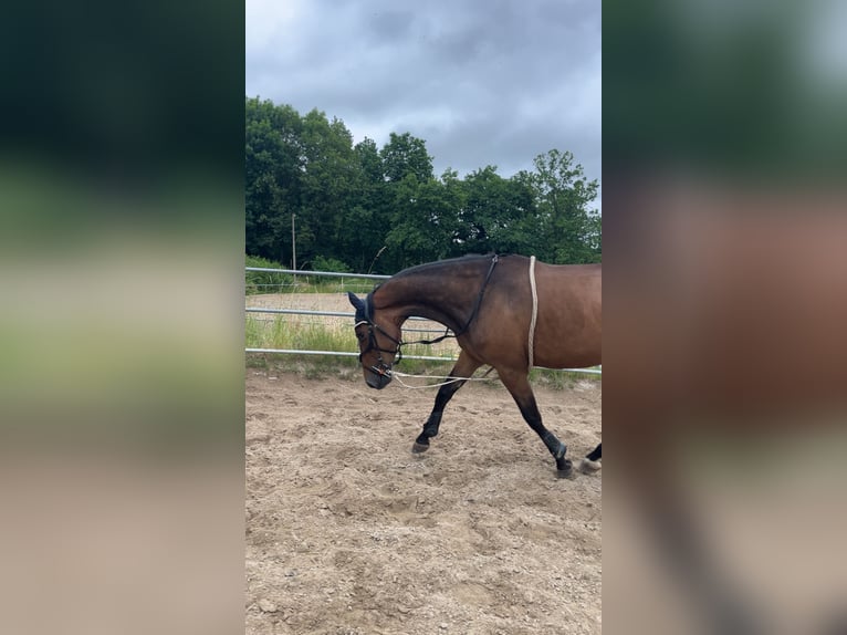 Cavallo sportivo polacco Giumenta 4 Anni Baio in Parthenstein