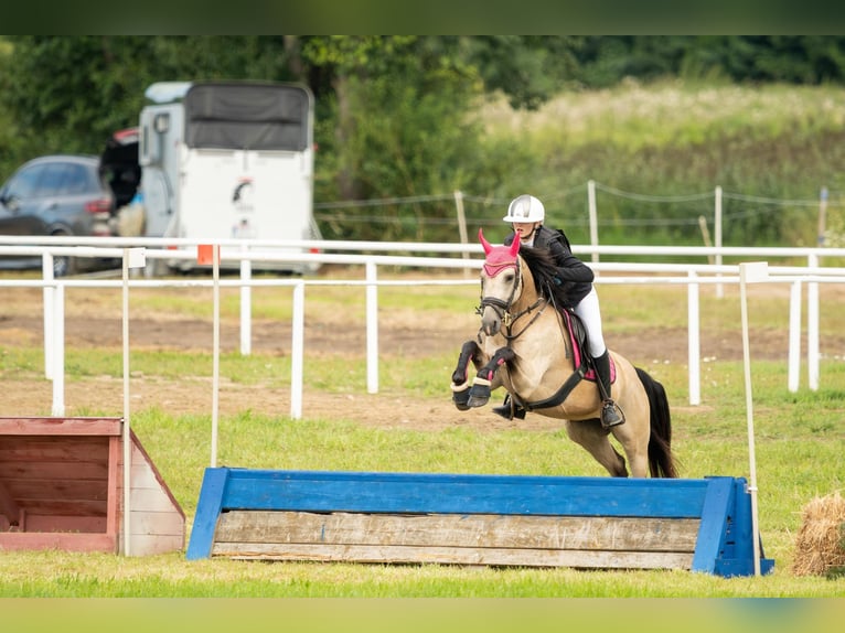 Cavallo sportivo polacco Giumenta 5 Anni 145 cm Falbo in Karczemki