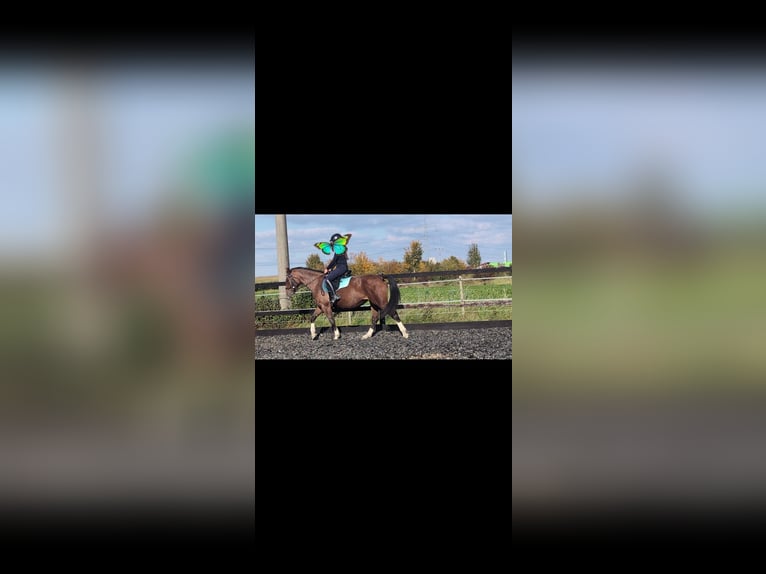 Cavallo sportivo polacco Giumenta 5 Anni 155 cm Roano rosso in Rettenbach