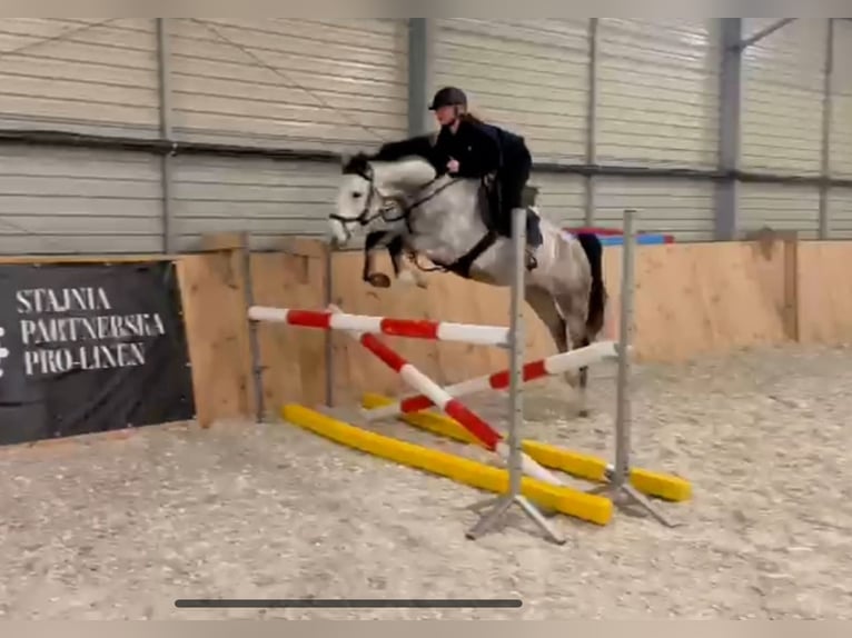 Cavallo sportivo polacco Giumenta 5 Anni 158 cm Grigio in Go&#x15B;cimiec