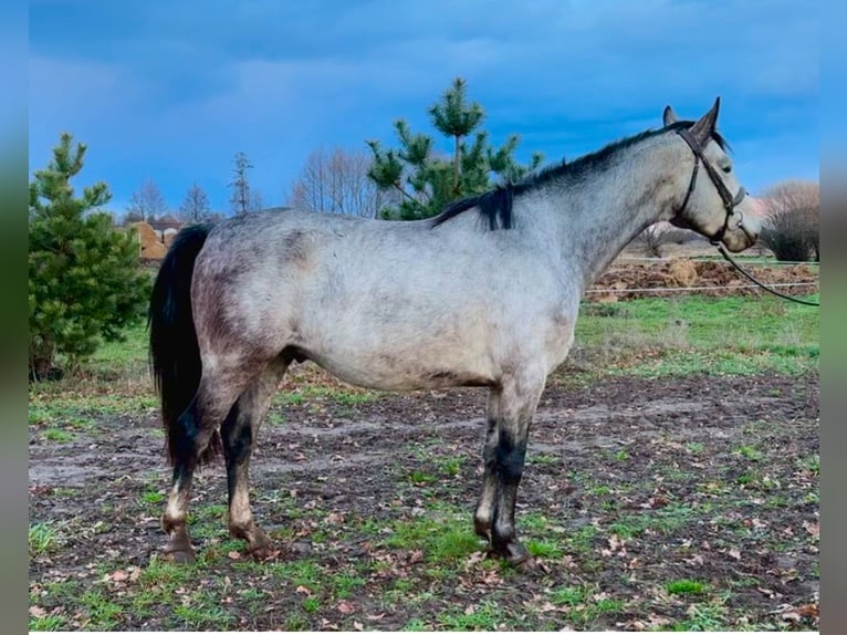 Cavallo sportivo polacco Giumenta 5 Anni 158 cm Grigio in Go&#x15B;cimiec