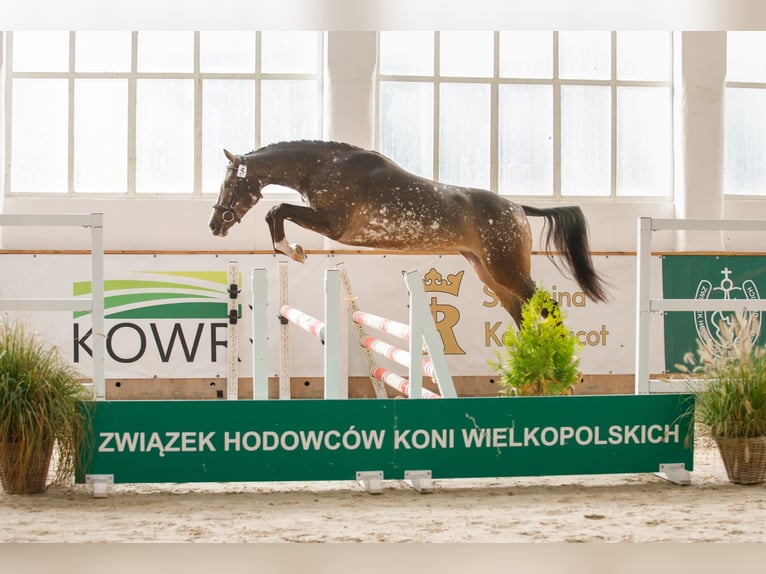 Cavallo sportivo polacco Giumenta 5 Anni 160 cm Leopard in Turek