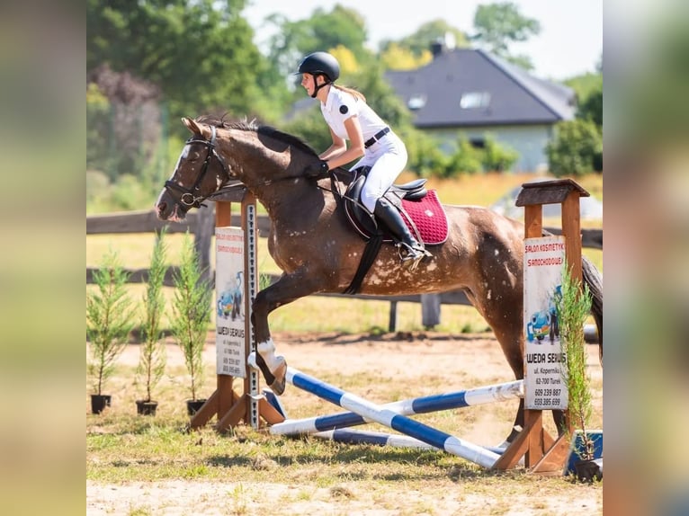 Cavallo sportivo polacco Giumenta 5 Anni 160 cm Leopard in Turek