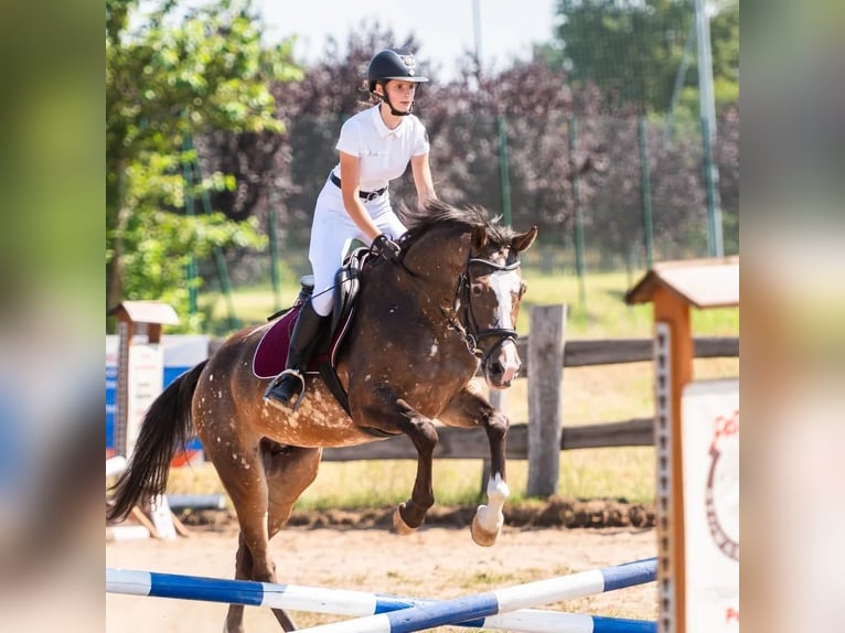 Cavallo sportivo polacco Giumenta 5 Anni 160 cm Leopard in Turek