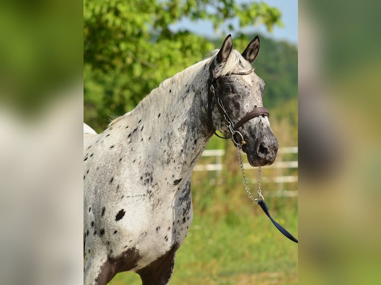 Cavallo sportivo polacco Giumenta 5 Anni 161 cm Leopard in Iwno Cavallo sportivo polacco Giumenta 5 Anni 161 cm Leopard in Iwno