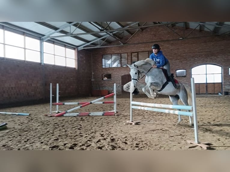 Cavallo sportivo polacco Giumenta 5 Anni 163 cm Grigio in Olsztyn