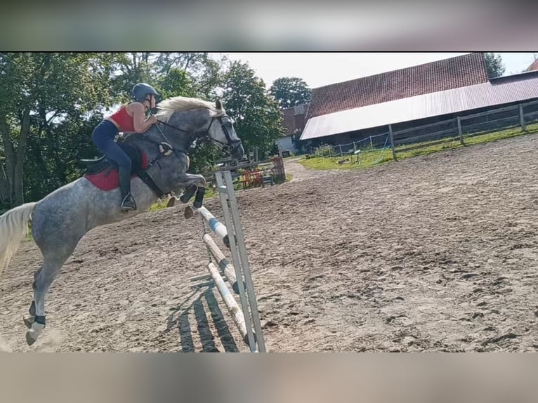 Cavallo sportivo polacco Giumenta 5 Anni 163 cm Grigio in Olsztyn