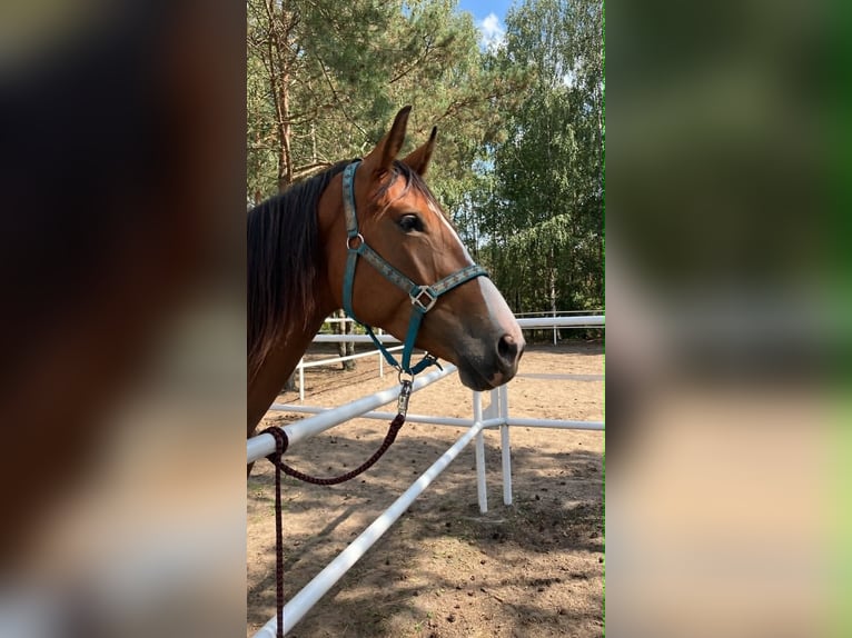 Cavallo sportivo polacco Giumenta 5 Anni 165 cm Baio in Łódź