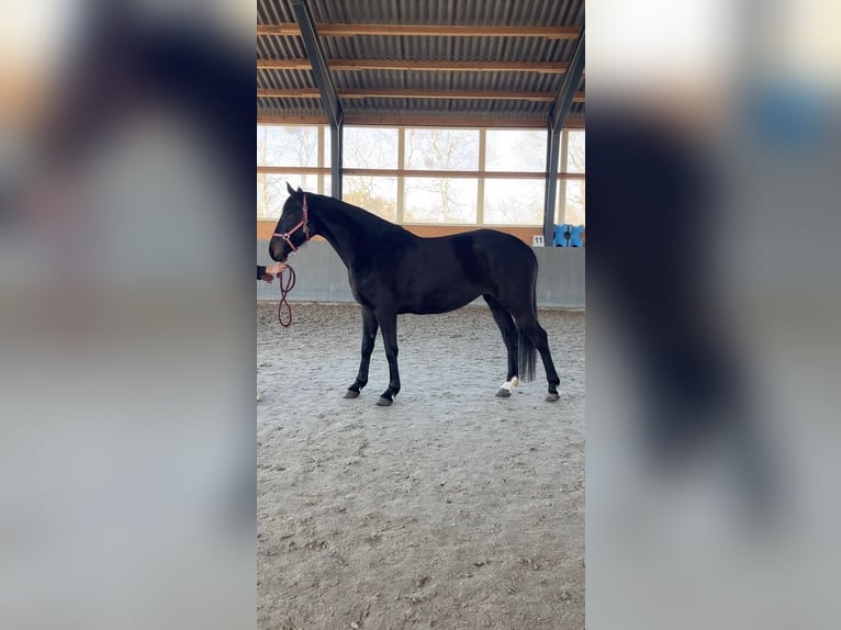 Cavallo sportivo polacco Giumenta 5 Anni 165 cm Baio nero in Papenhagen