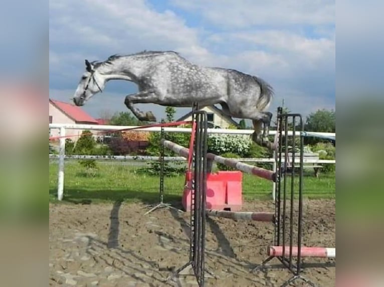Cavallo sportivo polacco Giumenta 5 Anni 165 cm Baio nero in Papenhagen