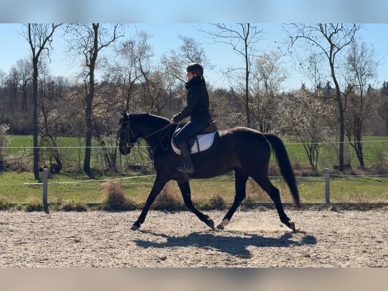 Cavallo sportivo polacco Giumenta 5 Anni 165 cm Baio nero in Papenhagen