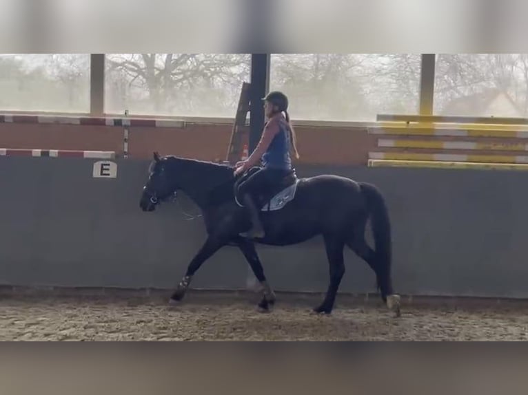 Cavallo sportivo polacco Giumenta 5 Anni 165 cm Baio scuro in Papenhagen