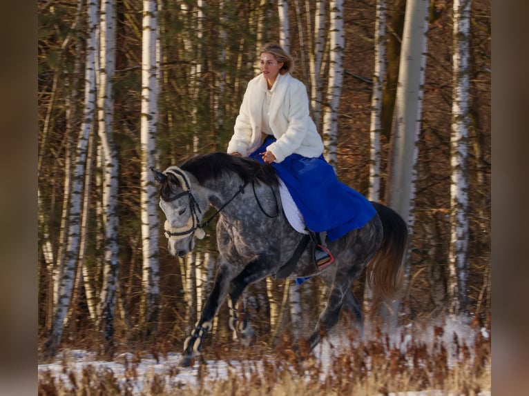 Cavallo sportivo polacco Giumenta 5 Anni 165 cm Grigio in Gogołowa