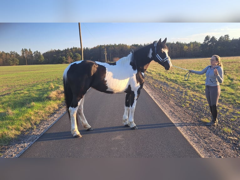 Cavallo sportivo polacco Mix Giumenta 5 Anni 165 cm Pezzato in Forst