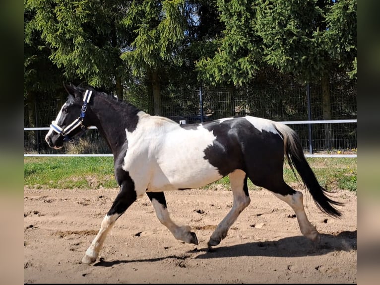 Cavallo sportivo polacco Mix Giumenta 5 Anni 165 cm Pezzato in Forst