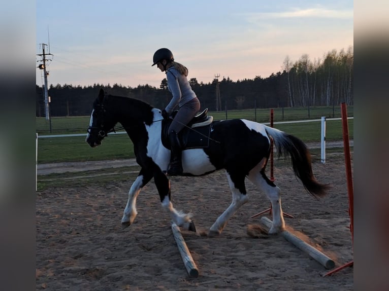 Cavallo sportivo polacco Mix Giumenta 5 Anni 165 cm Pezzato in Forst