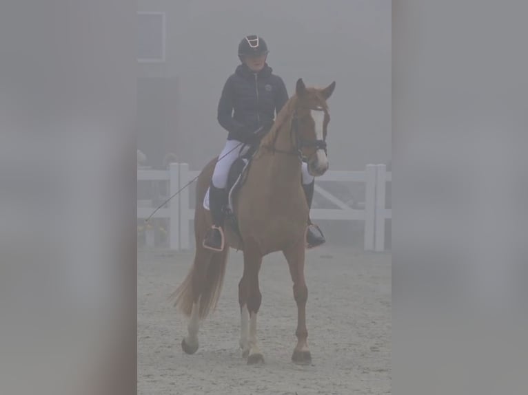 Cavallo sportivo polacco Giumenta 5 Anni 166 cm Sauro in Forst