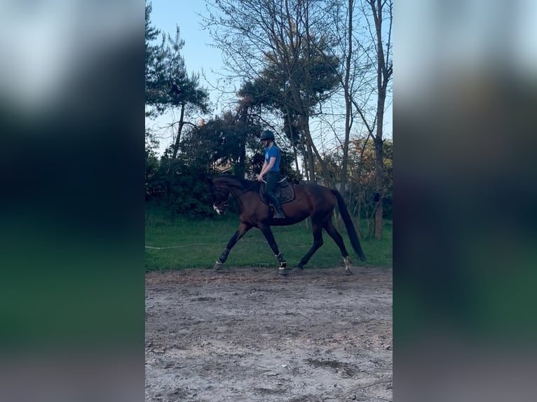 Cavallo sportivo polacco Giumenta 5 Anni 168 cm Baio in Masłów