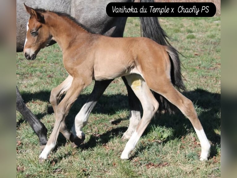 Cavallo sportivo polacco Giumenta 5 Anni 173 cm Grigio in Gołymin-Ośrodek