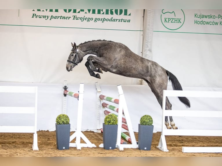Cavallo sportivo polacco Giumenta 5 Anni 173 cm Grigio in Gołymin-Ośrodek