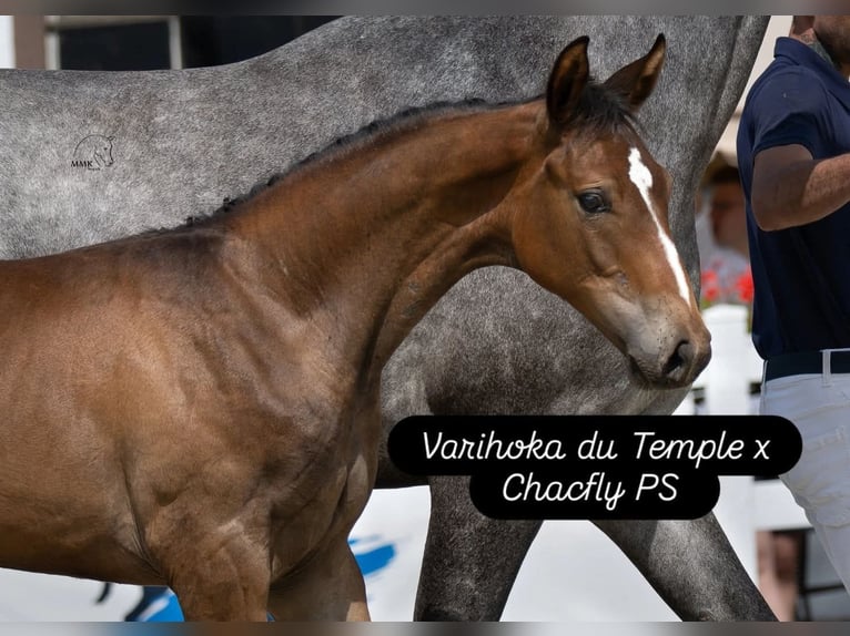 Cavallo sportivo polacco Giumenta 5 Anni 173 cm Grigio in Gołymin-Ośrodek