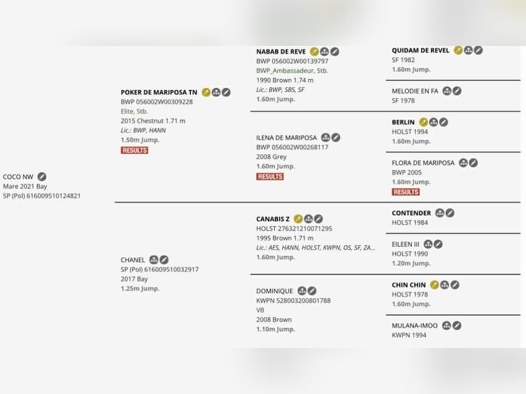 Cavallo sportivo polacco Giumenta 5 Anni 175 cm Baio in Jakubów