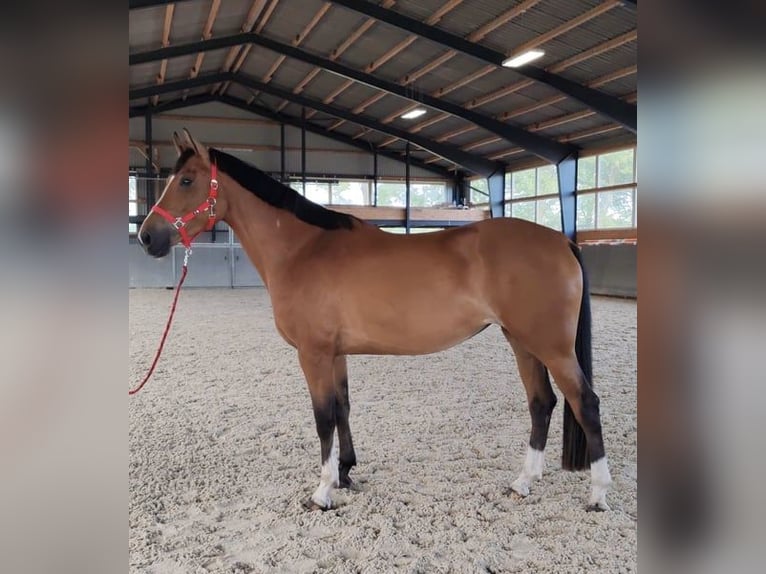 Cavallo sportivo polacco Giumenta 6 Anni 165 cm  in Papenhagen
