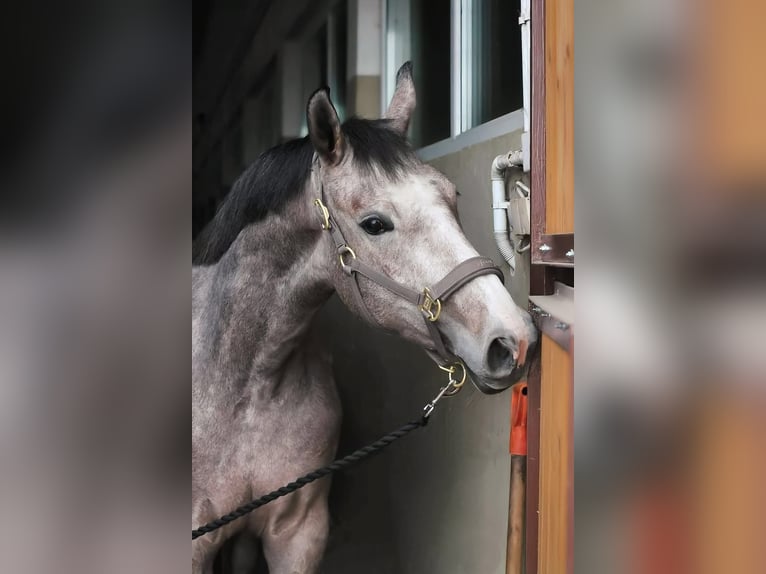 Cavallo sportivo polacco Giumenta 6 Anni 165 cm Grigio in Oświęcim
