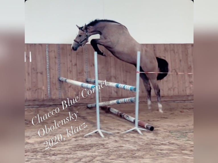 Cavallo sportivo polacco Giumenta 6 Anni 165 cm Grigio in Oświęcim