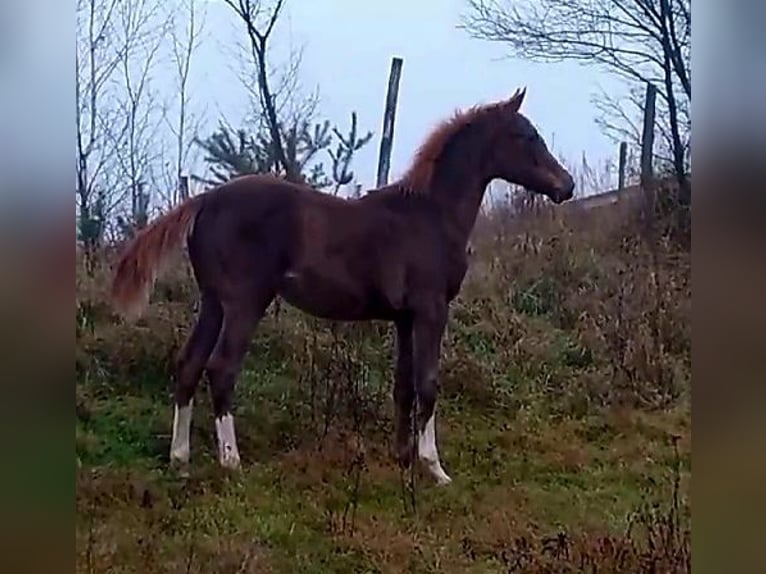 Cavallo sportivo polacco Giumenta 6 Anni 166 cm Sauro in Forst