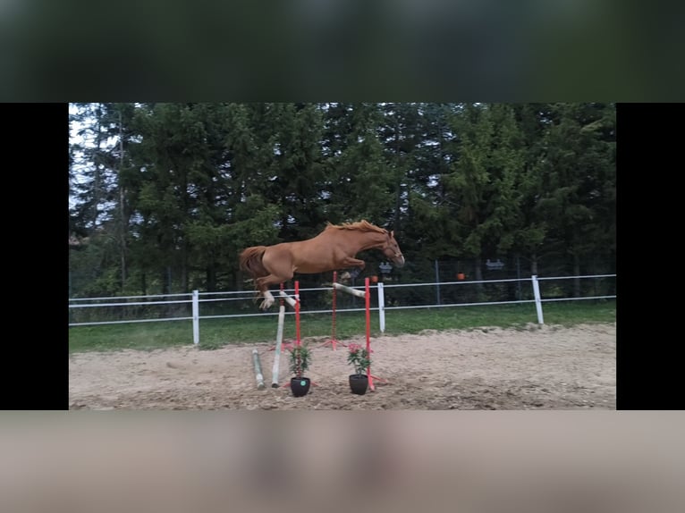 Cavallo sportivo polacco Giumenta 6 Anni 166 cm Sauro in Forst