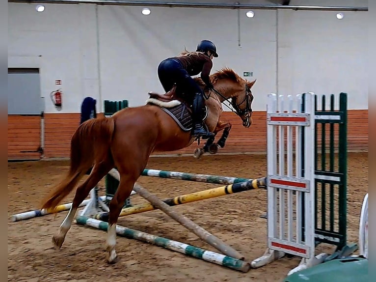 Cavallo sportivo polacco Giumenta 6 Anni 166 cm Sauro in Forst