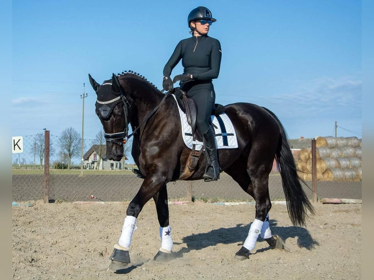 Cavallo sportivo polacco Giumenta 6 Anni 168 cm Morello in Kaczkowo