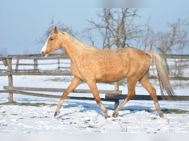 Cavallo sportivo polacco Giumenta 6 Anni 168 cm Palomino in Piecowice