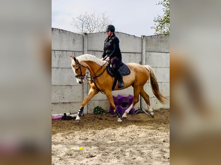 Cavallo sportivo polacco Giumenta 6 Anni 168 cm Palomino in Piecowice