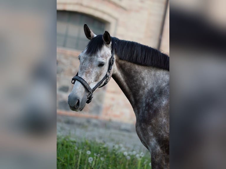 Cavallo sportivo polacco Giumenta 6 Anni Grigio in Gardno