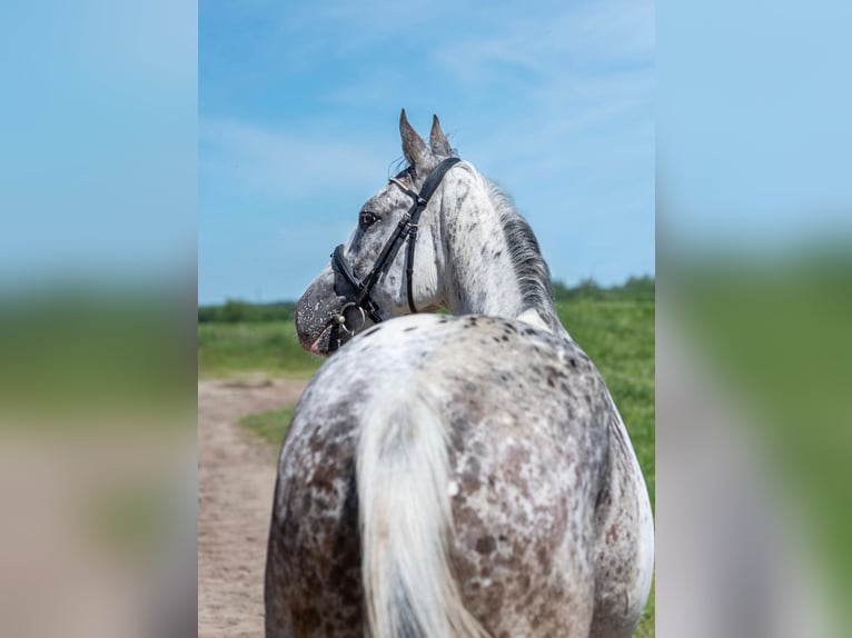 Cavallo sportivo polacco Giumenta 7 Anni 160 cm in vilnius