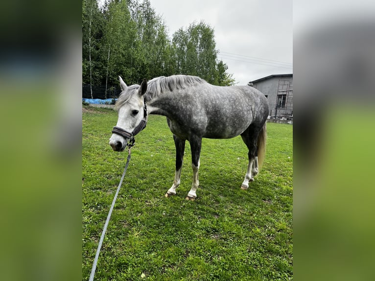 Cavallo sportivo polacco Giumenta 7 Anni 162 cm Grigio in Lidzbark