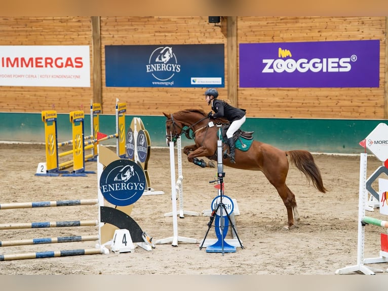 Cavallo sportivo polacco Giumenta 7 Anni 165 cm Sauro in Łódź